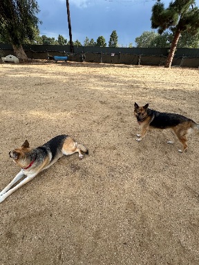 Recreation Dog Park