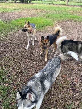 Recreation Dog Park