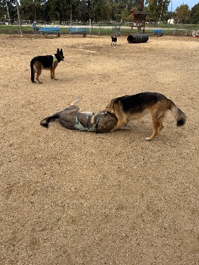 Recreation Dog Park