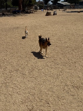 Recreation Dog Park
