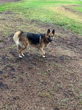 Recreation Dog Park
