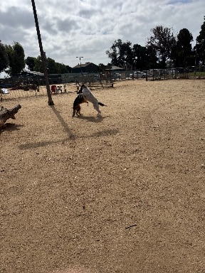 Recreation Dog Park