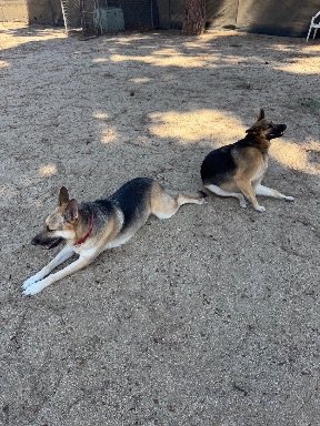 Recreation Dog Park