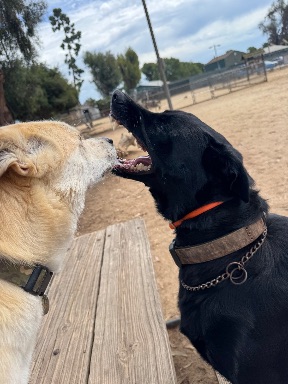 Recreation Dog Park