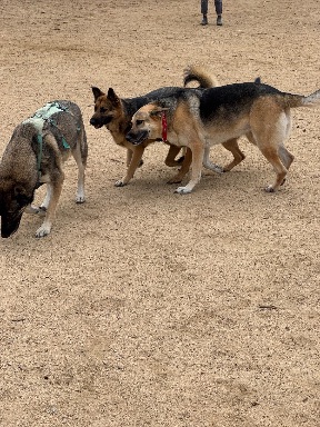 Recreation Dog Park