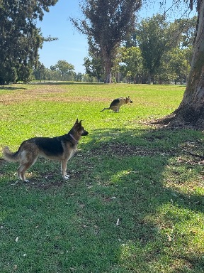 Recreation Dog Park
