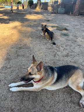 Recreation Dog Park