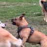 Ravioli