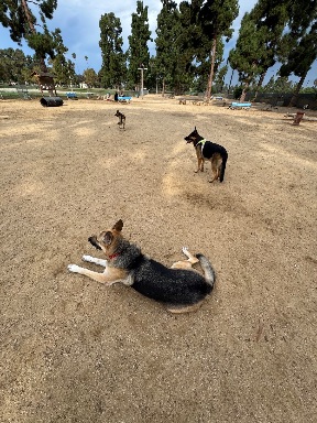 Recreation Dog Park