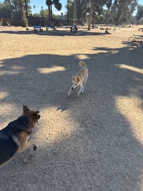 Recreation Dog Park