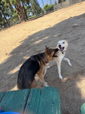 Recreation Dog Park